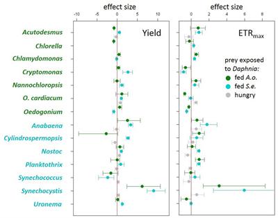 Photosynthetic activity in both algae and cyanobacteria changes in response to cues of predation